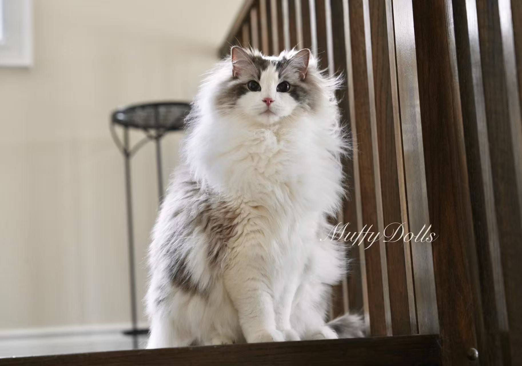 Cattery featured photo one
